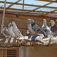 فروش کبوتر