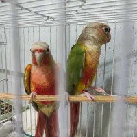 جفت مولد با سابقه و گرین های سرلاکی