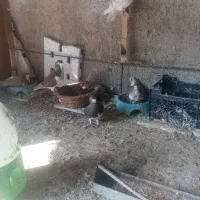 20تا کبوترشهری خوشرنگ|پرنده|برازجان, |دیوار