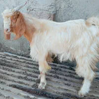 کره نر