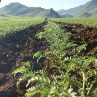 باسلام خدمت کشاورزان و زمین داران محترم