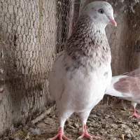 کبوتر ماده زرد و نر سرور جوان|پرنده|قم, شاه ابراهیم|دیوار