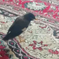 مرغ مینا