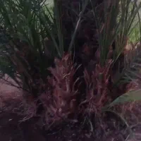 پا جوش کلوته|گل و گیاه طبیعی|جیرفت, |دیوار