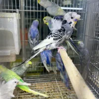 فروش انواع پرنده درجه یک و لوازم خارجی وکار تهران|پرنده|بیرجند, |دیوار