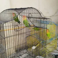 طوطی ملنگو ، برزیلی ، عروس و مرغ عشق|پرنده|ابهر, |دیوار