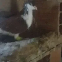ساده سرخ نر مست