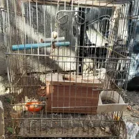 قفس کاسکویی