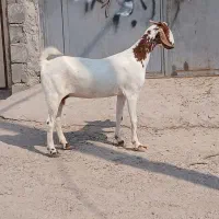 بزبنگال|حیوانات مزرعه|بندرعباس, |دیوار