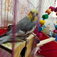 عروس هلندی با قفس نو