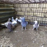 6عدد جوجه با یک عدد نر پلاکی|پرنده|کویرات, |دیوار