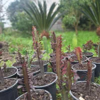 افوربیا قرمز|گل و گیاه طبیعی|شیرود, |دیوار