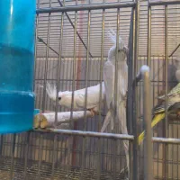 عروس هلندی|پرنده|قم, سالاریه|دیوار