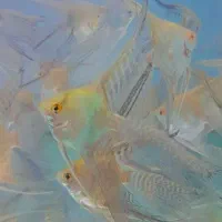 حراج ماهی انجل|ماهی|اردبیل, |دیوار