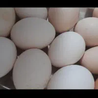 تخم مرغ محلی ارگانیک