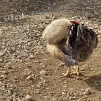 خروس|حیوانات مزرعه|سیلاخور, |دیوار