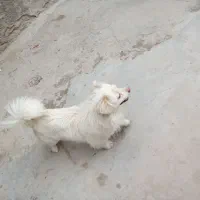 پاکوتا اهلی دست آموز یک ساله