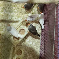 فنچ|پرنده|خوی, |دیوار