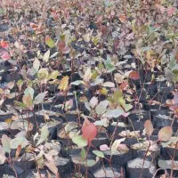 فروش بهترین پایه پسته