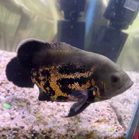 دو عدد ماهی اسکار و یک کت ابر و بادی