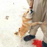 سگ پامر پا کوتاه