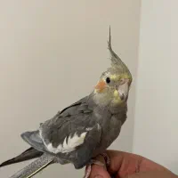 عروس هلندی سخنگو فول رام و دستی