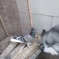 کبوتر دمسفید