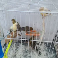 قناری و فنچ معاوضه با گرینچیک