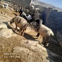 ۲عدد میش یکی زاییده یکی سر زا