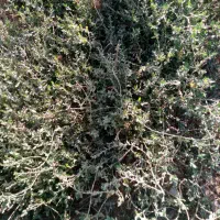 کاه لوبیا چیتی که
