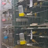 قناری عمده و خرده در عجب‌شیر