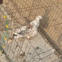 یک جفت کفتر نر و ماده دوکت سرور مهر