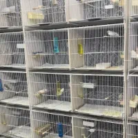 فنچ‌ گلو بریده و گلدین وستاره ابلغ و...