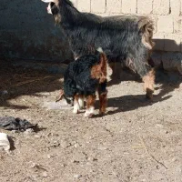 با سلام بزغاله ماده و یک بززایمان کرده|حیوانات مزرعه|لاجان, |دیوار