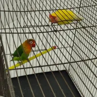 دوتا طوطی برزیلی|پرنده|آمل, |دیوار