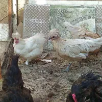 مرغ و خروس زینتی ابریشمی لهستانی ایام سمانی|حیوانات مزرعه|سبزوار, فرهنگیان|دیوار