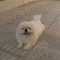 پیکینیزامپریال نر