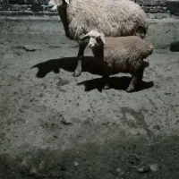 شیشگ