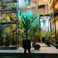 گل فروشی فلورا تخفیفات روز مادرو از دست نده|گل و گیاه طبیعی|آباده, |دیوار