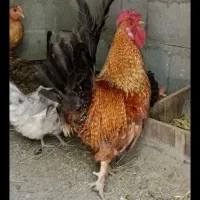 خروس خوشرنگ