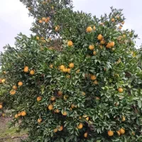 فروش پرتقال تامسون