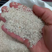 برنج سرلاشه وفجر موجود میباشد