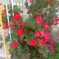 واگذاری سالن زیبایی ب دلیل مهاجرت