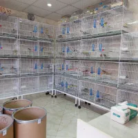 پرنده عروس،قناری،سهره،مرغ عشق، فنچ فروشی