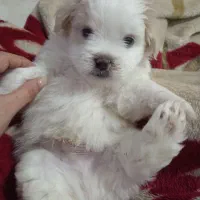 واگذاری سگ یک عدد پسر میکس پامرانین|سگ|مشهد, الهیه|دیوار