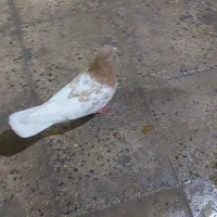 کله داروتیکه پاره|پرنده|رباط‌کریم, وهن آباد|دیوار