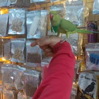 فروشگاه حیوانات خانگی آراز|سگ|مشگین شهر, |دیوار