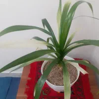 گل طبیعی  بزرگ