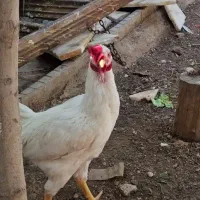 مرغ و خروس لاری