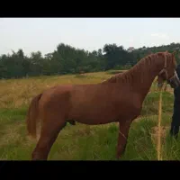 اسب کرد باری و سواری